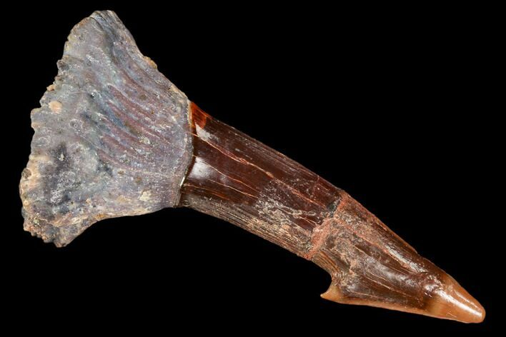 Fossil Sawfish (Onchopristis) Rostral Barb- Morocco #106441